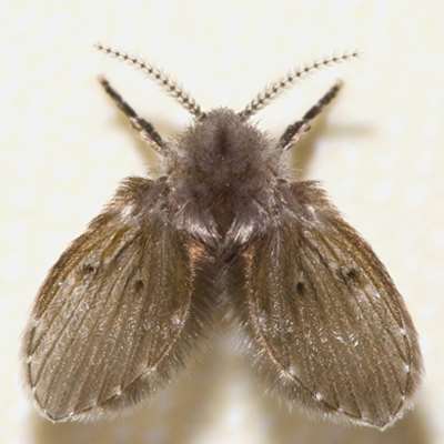 μύγες των αποχετεύσεων καταπολέμηση