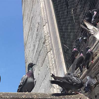 πουλιά - πτηνά αντιμετώπιση