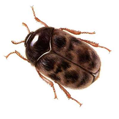 Trogoderma Granarium