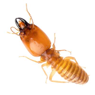 Αντιμετώπιση Τερμιτών