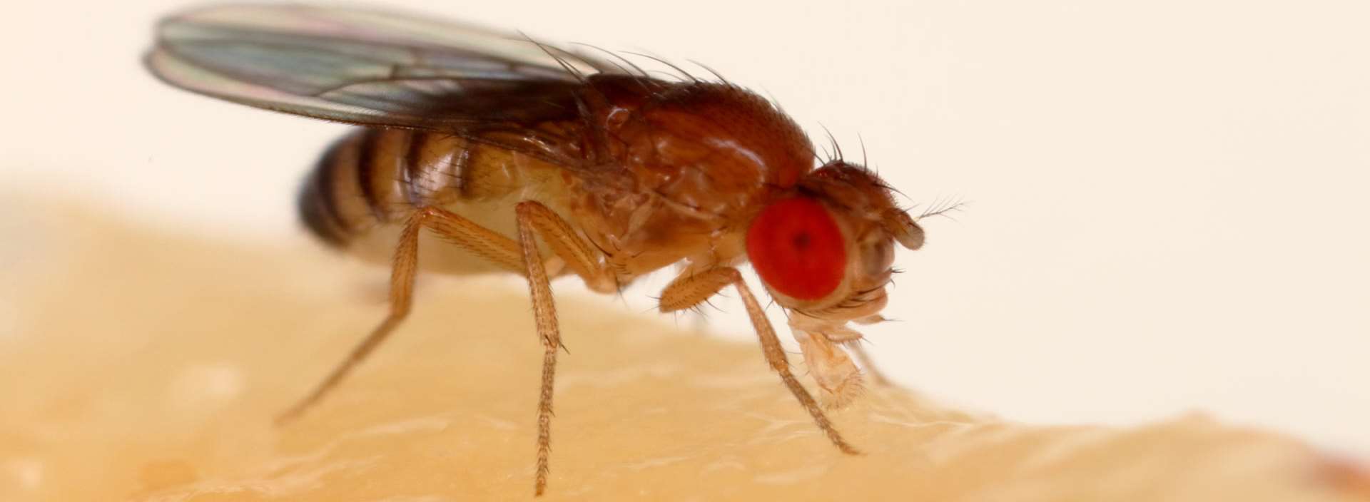 καταπολέμηση δροσόφυλλα