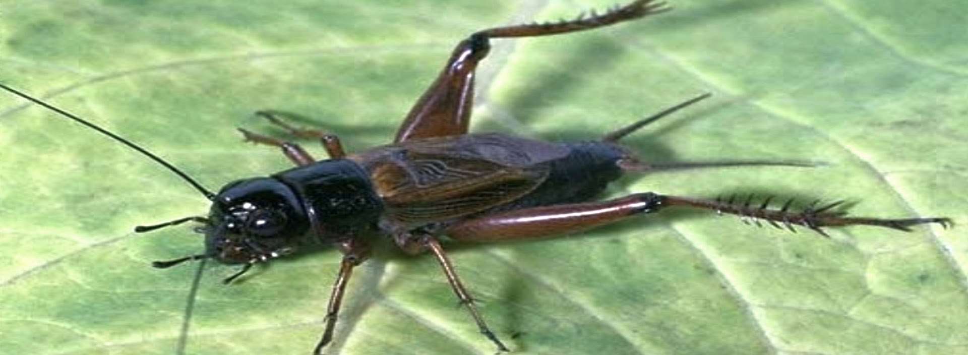 καταπολέμηση γρύλλοι